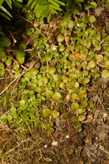 Epilobium brunnescens
