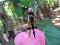 Hydrobasileus croceus