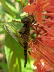 Hydrobasileus croceus