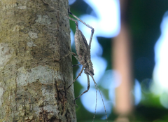 Phricta spinosa