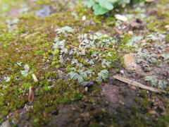 Riccia crystallina