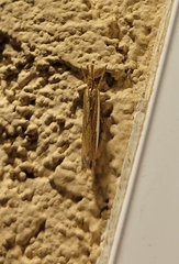 Crambus sperryellus