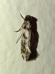 Ateliotum insularis