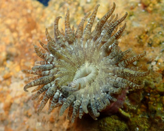 Anthopleura ballii