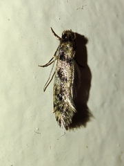 Ateliotum insularis