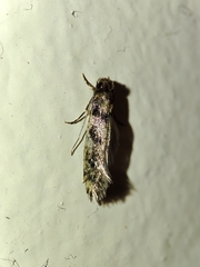 Ateliotum insularis