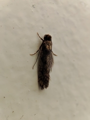 Ateliotum insularis