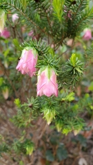 Darwinia