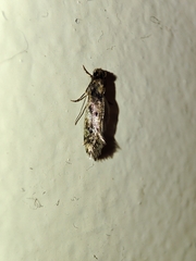 Ateliotum insularis