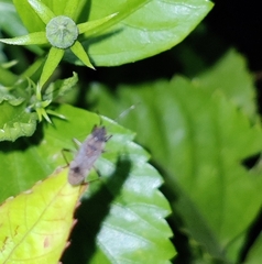 Elasmolomus squalidus