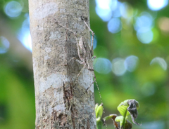 Phricta spinosa