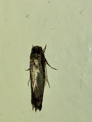 Ateliotum insularis