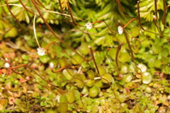 Epilobium brunnescens