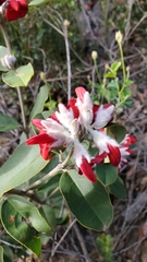 Gastrolobium rubrum