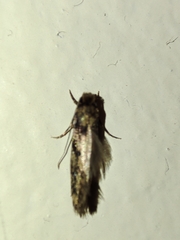 Ateliotum insularis