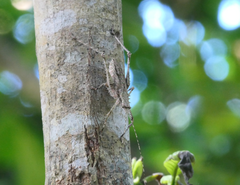 Phricta spinosa