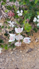 Xanthosia rotundifolia