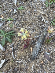 Lachenalia orchioides