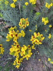 Cyclopia genistoides