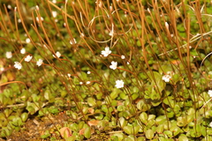 Epilobium brunnescens