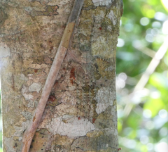 Pandercetes gracilis