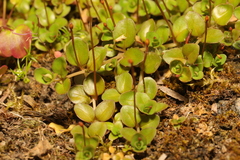 Epilobium brunnescens