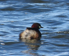 Tachybaptus ruficollis capensis