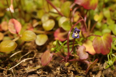 Epilobium brunnescens