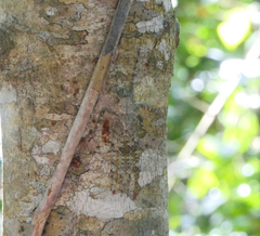 Pandercetes gracilis