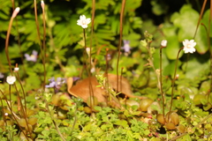Epilobium brunnescens