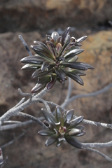 Scaevola barrierei