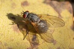 Muscoidea