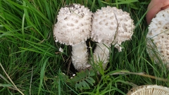Saproamanita