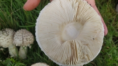 Saproamanita
