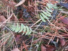 Oxytropis strobilacea