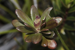 Scaevola barrierei