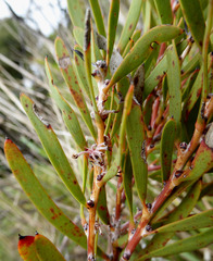 Hakea incrassata