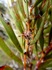 Hakea incrassata