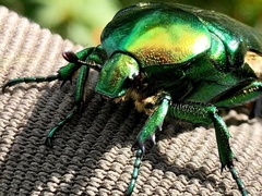 Protaetia speciosissima