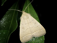 Simplicia niphona