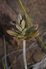 Scaevola barrierei