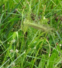 Hordeum murinum leporinum