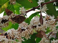 Doleschallia bisaltide