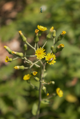 Hieracium scabrum