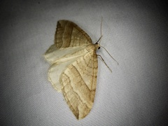 Nothoporinia mediolineata