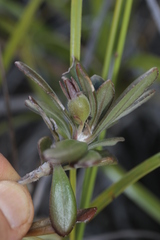 Scaevola barrierei
