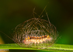 Arctiinae