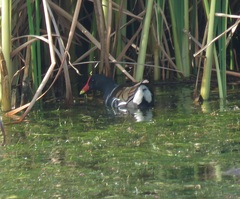 Gallinula chloropus meridionalis