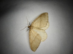 Nothoporinia mediolineata