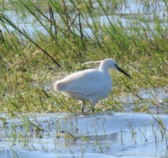 Egretta garzetta garzetta